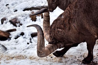 Close-up of goats fighting on snow covered landscape