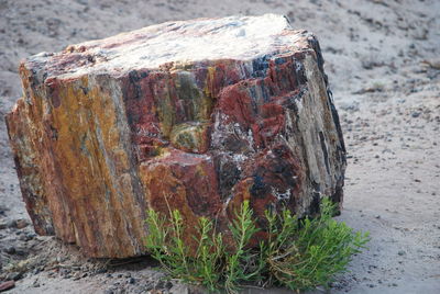 Close-up of moss growing on tree trunk