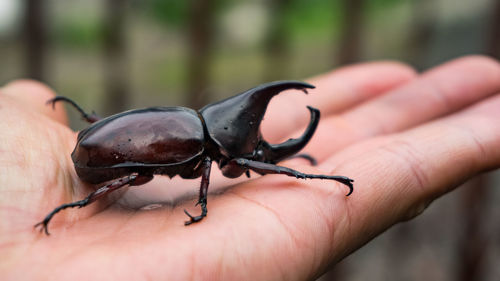 Close-up of hand holding insect