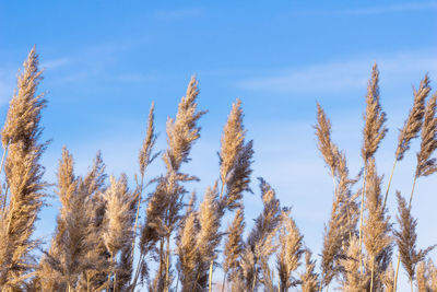 Low angle view of stalks against sky during winter