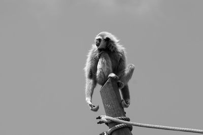 Low angle view of monkey against clear sky