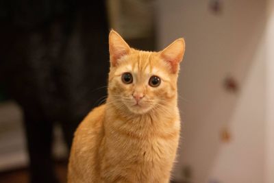 Portrait of ginger cat