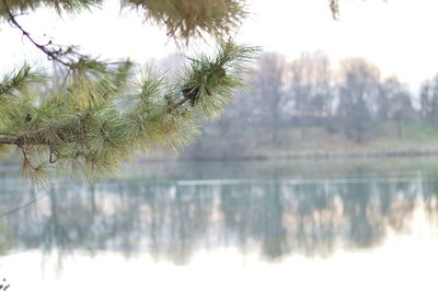 Close-up of trees against lake