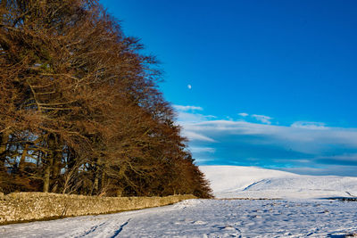 Trees on snow covered landscape against blue sky