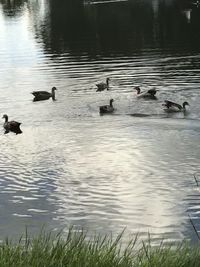 Ducks swimming in lake
