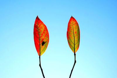 Low angle view of autumn leaf against clear blue sky