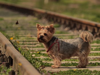 Portrait of dog on field