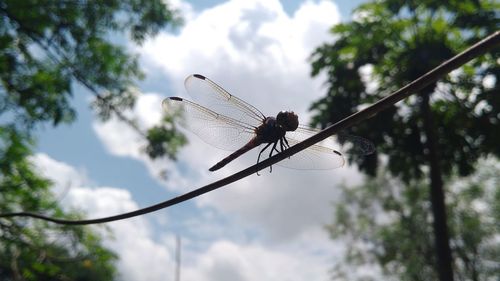 Low angle view of butterfly on plant against sky