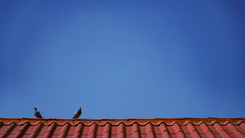 Low angle view of pigeons perching on roof against clear blue sky