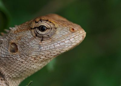 Close-up of lizard