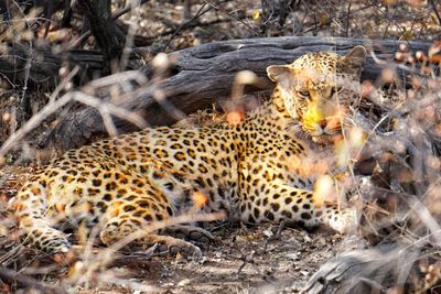 Portrait of cheetah relaxing on land