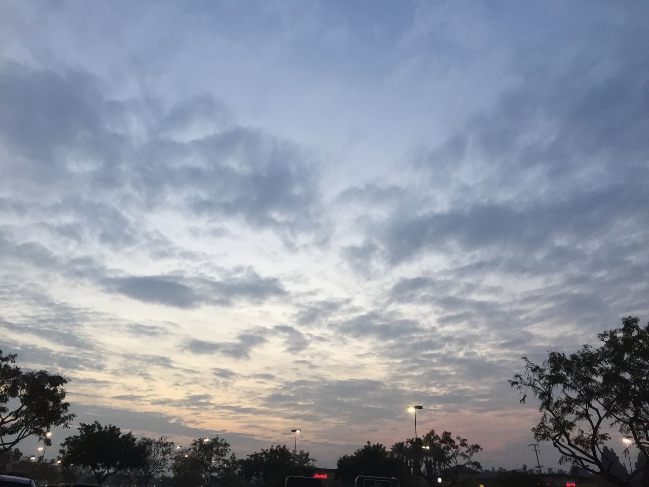 LOW ANGLE VIEW OF TREES AGAINST SKY