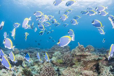 Jellyfish swimming in sea