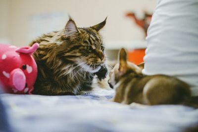 Cat relaxing on bed at home