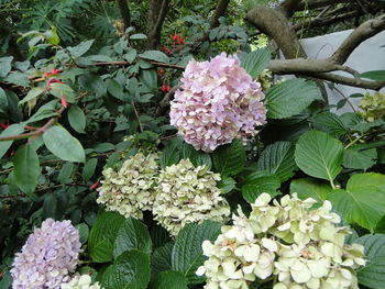 Close-up of pink flowers