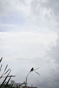 Low angle view of bird perching on street light against sky