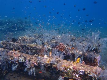 View of fish swimming in sea