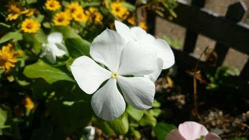 Close-up of white flowers blooming outdoors