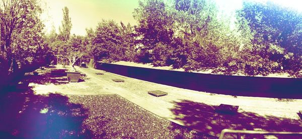 Trees growing in sunlight