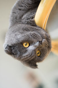 Close-up portrait of a cat