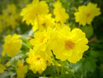 Close-up of yellow flowering plant