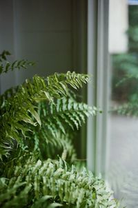 Close-up of fern