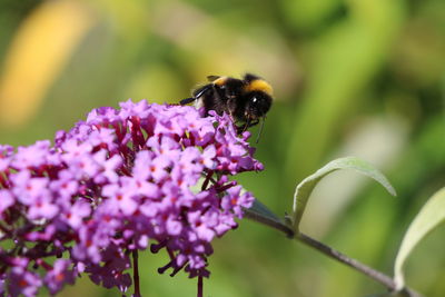 Close-up of bee on purple flower