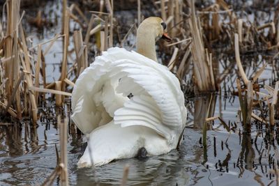 Swan swimming in lake