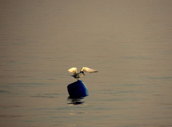 Bird perching on blue buoy in river