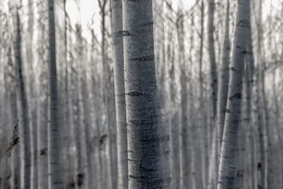 Close-up of tree trunk in forest