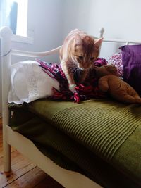 Close-up of cat relaxing on sofa at home