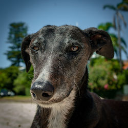 Close-up portrait of dog on field against sky