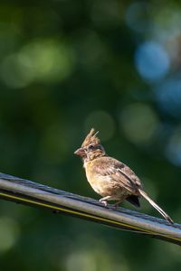Close-up of bird perching on railing