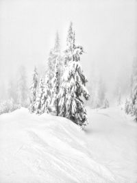 Pine trees on snow covered land against sky