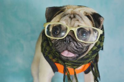 Close-up of dog wearing sunglasses