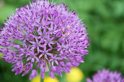 Close-up of purple flowers