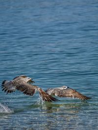 Duck swimming in sea