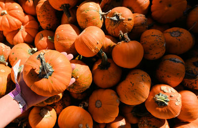 High angle view of pumpkins for sale at market stall