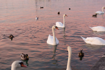 High angle view of swans swimming in lake