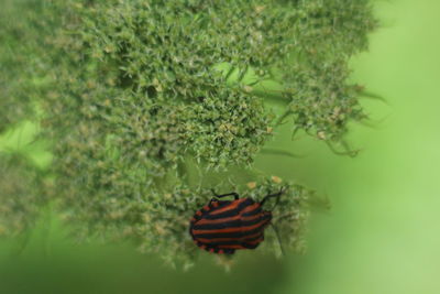 Close-up of butterfly on plant