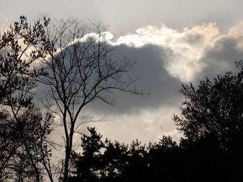 Low angle view of silhouette trees against sky