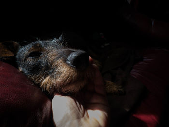 Close-up of dog sleeping on bed at home