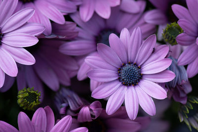 Close-up of pink flowers