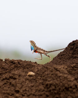 Close-up of fan throated lizard on land