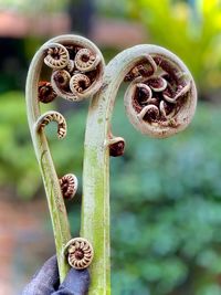 Close-up of light bulbs on plant