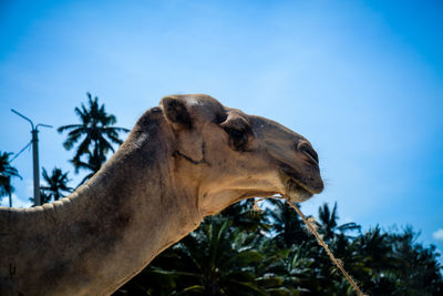 Low angle view of camel against blue sky