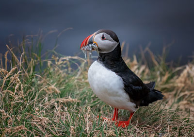 Puffin perching on field