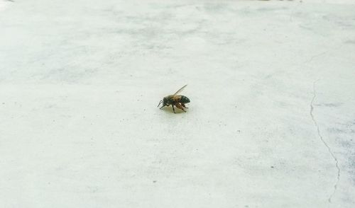 High angle view of insect on white surface