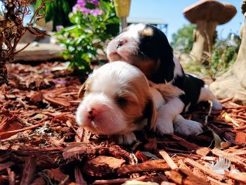 Close-up of puppies