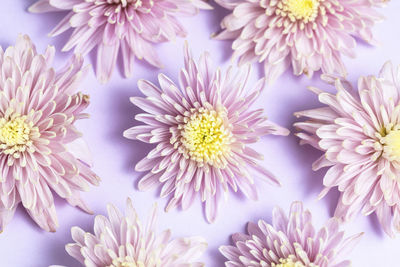 Pink lilac chrysanthemums arrangement on pink lilac background. flat lay, top view. 